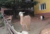 lama s kozlíkem